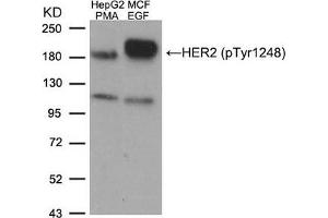 Western blot analysis of extracts from HepG2 cells treated with PMA and MCF cells treated with EGF, using HER2 (Phospho-Tyr1248) Antibody. (ErbB2/Her2 anticorps  (pTyr1248))