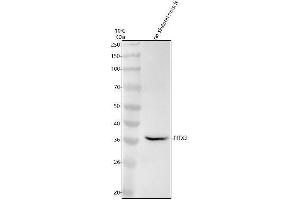 Western blot analysis of PITX3 using anti-PITX3 antibody (ABIN7605959).