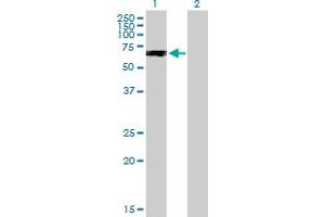 Western Blot analysis of PPP2R2C expression in transfected 293T cell line by PPP2R2C MaxPab polyclonal antibody. (PPP2R2C anticorps  (AA 1-430))
