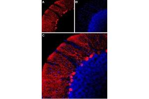 Expression of HCN2 in rat cerebellum - Immunohistochemical staining of rat cerebellum using Anti-HCN2-ATTO Fluor-594 Antibody (ABIN7043280).
