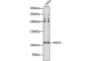 Western blot analysis of extracts of HeLa cells, using ANO2 antibody (ABIN6291635) at 1:3000 dilution. (Anoctamin 2 anticorps)