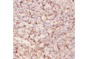 Anti-CD43 Picoband antibody, IHC(P) IHC(P): Human Tonsil Tissue