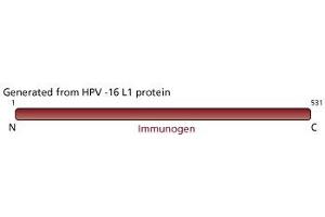Image no. 2 for anti-L1 Protein antibody (ABIN967423)