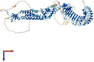 AlphaFold protein structure predicition of Human Recombinant LRRC8D Protein, UniprotID Q7L1W4