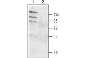 Western blot analysis of rat small intestine lysate: - 1.