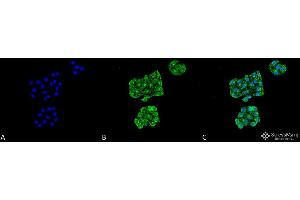 Immunocytochemistry/Immunofluorescence analysis using Mouse Anti-GRP78 Monoclonal Antibody, Clone 6H4-2G7 . (GRP78 anticorps  (Atto 390))