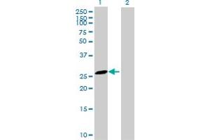 Western Blot analysis of MS4A6A expression in transfected 293T cell line by MS4A6A MaxPab polyclonal antibody. (MS4A6A anticorps  (AA 1-248))