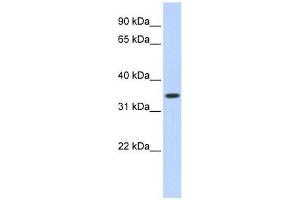 TRIM27 antibody used at 0. (TRIM27 anticorps  (Middle Region))