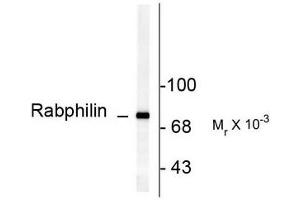 anti-Rabphilin 3A (RPH3A) (pSer234) antibody