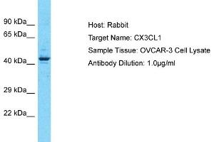 Host: Rabbit Target Name: CX3CL1 Sample Type: OVCAR-3 Whole Cell lysates Antibody Dilution: 3. (CX3CL1 anticorps  (Middle Region))
