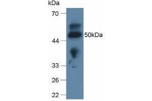 Western blot analysis of Rat Lung Tissue. (Apolipoprotein L 2 anticorps  (AA 186-337))
