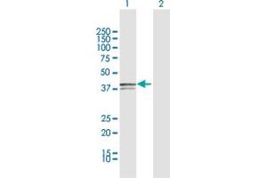 Western Blot analysis of XRCC3 expression in transfected 293T cell line by XRCC3 MaxPab polyclonal antibody.