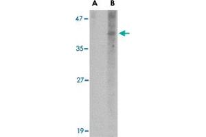 Western blot analysis of NANOS1 in SK-N-SH cell lysate with NANOS1 polyclonal antibody  at 1 ug/mL in (A) the presence and (B) the absence of blocking peptide. (Nanos Homolog 1 anticorps  (N-Term))