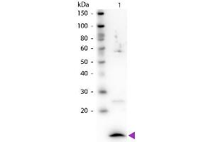 Western Blot of Rabbit Anti-Beta-2-Microglobulin antibody. (beta-2 Microglobulin anticorps)