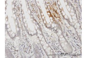 Immunoperoxidase of monoclonal antibody to APOF on formalin-fixed paraffin-embedded human small Intestine.