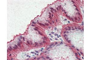 Anti-EMB antibody IHC of human stomach. (Embigin anticorps  (Internal Region))