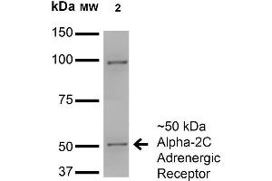 Western Blot analysis of Monkey COS cells transfected with HA-tagged Alpha-2C showing detection of ~50 kDa Alpha-2C Adrenergic Receptor protein using Mouse Anti-Alpha-2C Adrenergic Receptor Monoclonal Antibody, Clone S330A-80 . (ADRA2C anticorps  (AA 442-462))