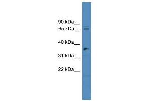WB Suggested Anti-SF4 Antibody Titration:  0. (Splicing Factor 4 anticorps  (C-Term))