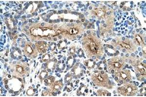 Immunohistochemical staining (Formalin-fixed paraffin-embedded sections) of human kidney with CLEC4M polyclonal antibody  at 4-8 ug/mL working concentration. (C-Type Lectin Domain Family 4, Member M (CLEC4M) (N-Term) anticorps)