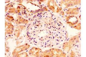 IHC image of ABIN7153857 diluted at 1:100 and staining in paraffin-embedded human kidney tissue performed on a Leica BondTM system.