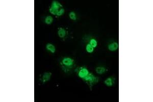 Immunofluorescence (IF) image for anti-Tumor Protein P53 (TP53) antibody (ABIN1499972) (p53 anticorps)