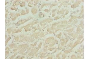 Immunohistochemistry of paraffin-embedded human heart tissue using ABIN7155010 at dilution of 1:100 (HS3ST1 anticorps  (AA 21-307))