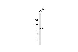 Anti-ADTS17 Antibody (N-term) at 1:2000 dilution +  whole cell lysate Lysates/proteins at 20 μg per lane. (ADAMTS17 anticorps  (N-Term))