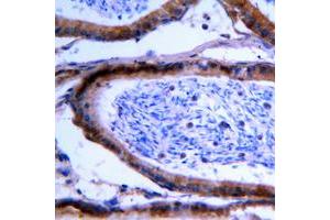 Immunohistochemical analysis of GCNT7 staining in human testis formalin fixed paraffin embedded tissue section.