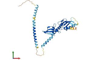 AlphaFold protein structure predicition of Mouse Recombinant Cenpo Protein, UniprotID Q8K015