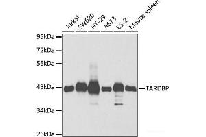 Western blot analysis of extracts of various cell lines using TARDBP Polyclonal Antibody at dilution of 1:1000. (TARDBP anticorps)