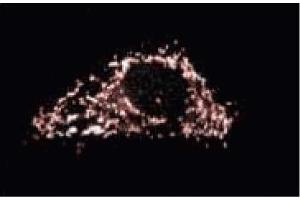 Immunofluorescent staining on SK-HEP-1 cells.