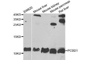 Western blot analysis of extracts of various cell lines, using PCBD1 antibody. (PCBD1 anticorps)