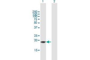 Western Blot analysis of TNFSF18 expression in transfected 293T cell line by TNFSF18 MaxPab polyclonal antibody.