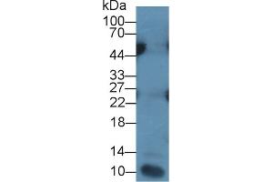 Detection of IL7 in Human Leukocyte lysate using Monoclonal Antibody to Interleukin 7 (IL7) (IL-7 anticorps  (AA 26-177))