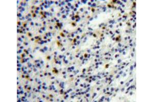 Used in DAB staining on fromalin fixed paraffin-embedded spleen tissue