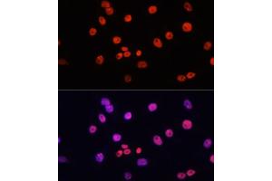 Immunofluorescence analysis of HeLa cells using MYCT1 antibody (ABIN7268717) at dilution of 1:100. (Myc Target 1 anticorps  (AA 99-235))