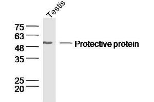 Mouse testis lysates probed withRabbit Anti-Lysosomal Protective Protein Polyclonal Antibody, Unconjugated  at 1:300 overnight at 4˚C.