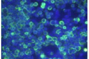 Immunofluorescence analysis of HEK 293T cells overexpressing human OPRD1, using OPRD1 monoclonal antibody, clone 1E7  .