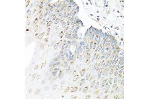 Immunohistochemistry of paraffin-embedded human esophagus using STAU1 antibody.