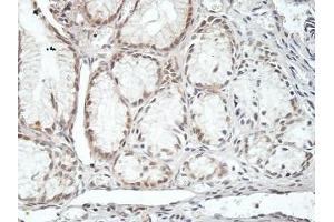 IHC analysis of formalin-fixed paraffin embedded fetal stomach, with cytoplasmic and membrane staining, using CMTM4 antibody (1/100 dilution). (CMTM4 anticorps)
