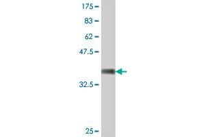 Western Blot detection against Immunogen (36.