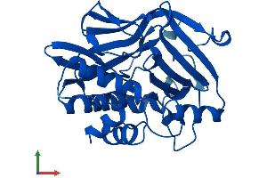 AlphaFold protein structure predicition of Human Recombinant NAT2 Protein, UniprotID P11245