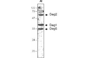 anti-Deg5 antibody