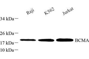 Western blot analysis of BCMA (ABIN7076067) at dilution of 1: 250