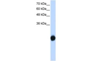 Western Blotting (WB) image for anti-Kv Channel Interacting Protein 2 (KCNIP2) antibody (ABIN2461159) (KCNIP2 anticorps)