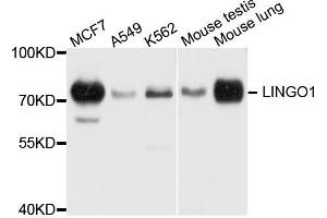 Western blot analysis of extract of various cells, using LINGO1 antibody.
