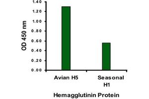 ELISA analysis of Avian Influenza Hemagglutinin protein with 1 ug/mL Avian Influenza Hemagglutinin polyclonal antibody . (Hemagglutinin anticorps  (N-Term))