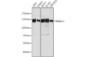 Western blot analysis of extracts of various cell lines, using Matrin 3 antibody (ABIN7268415) at 1:1000 dilution. (MATR3 anticorps  (AA 747-847))