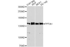 Western blot analysis of extracts of various cell lines, using PPFIA1 antibody. (PPFIA1 anticorps  (AA 660-800))