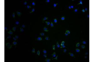 Immunofluorescence staining of A549 cells with ABIN7148487 at 1:100, counter-stained with DAPI. (CNTNAP3B anticorps  (AA 26-256))